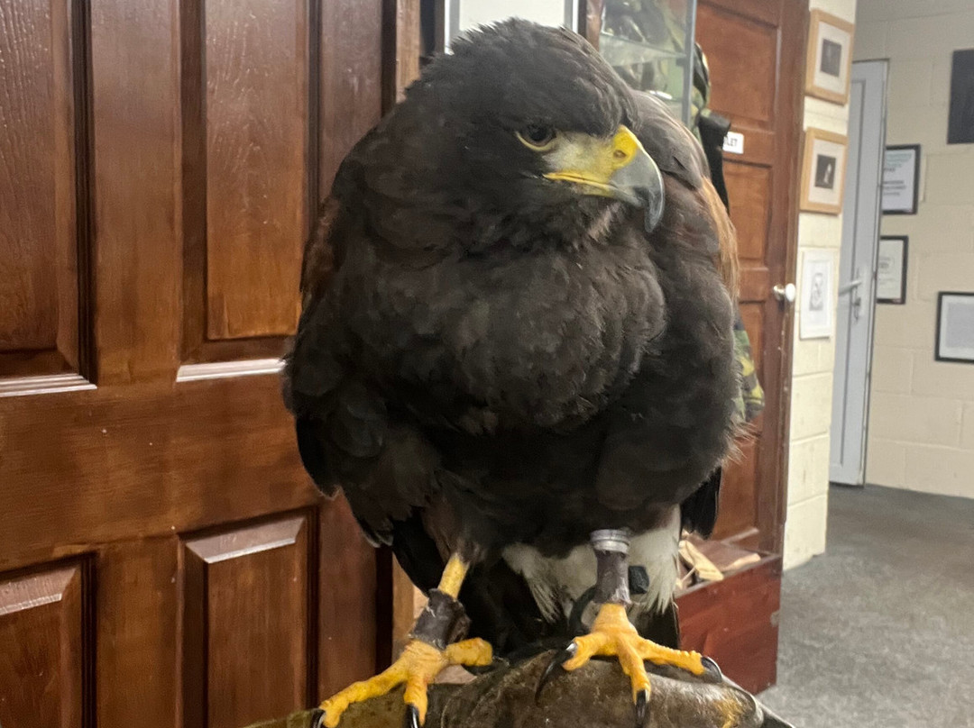 Riverside Falconry-纽卡斯尔必去景点