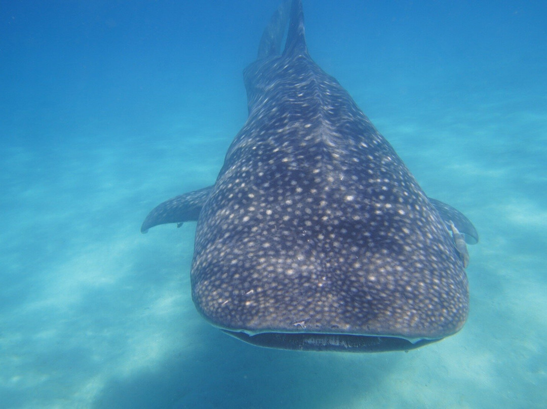 Afro Whale Shark Safari-马菲亚岛必去景点