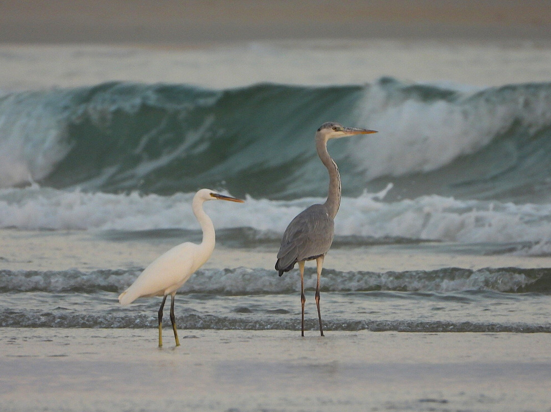 Salalah Rotana Resort主图