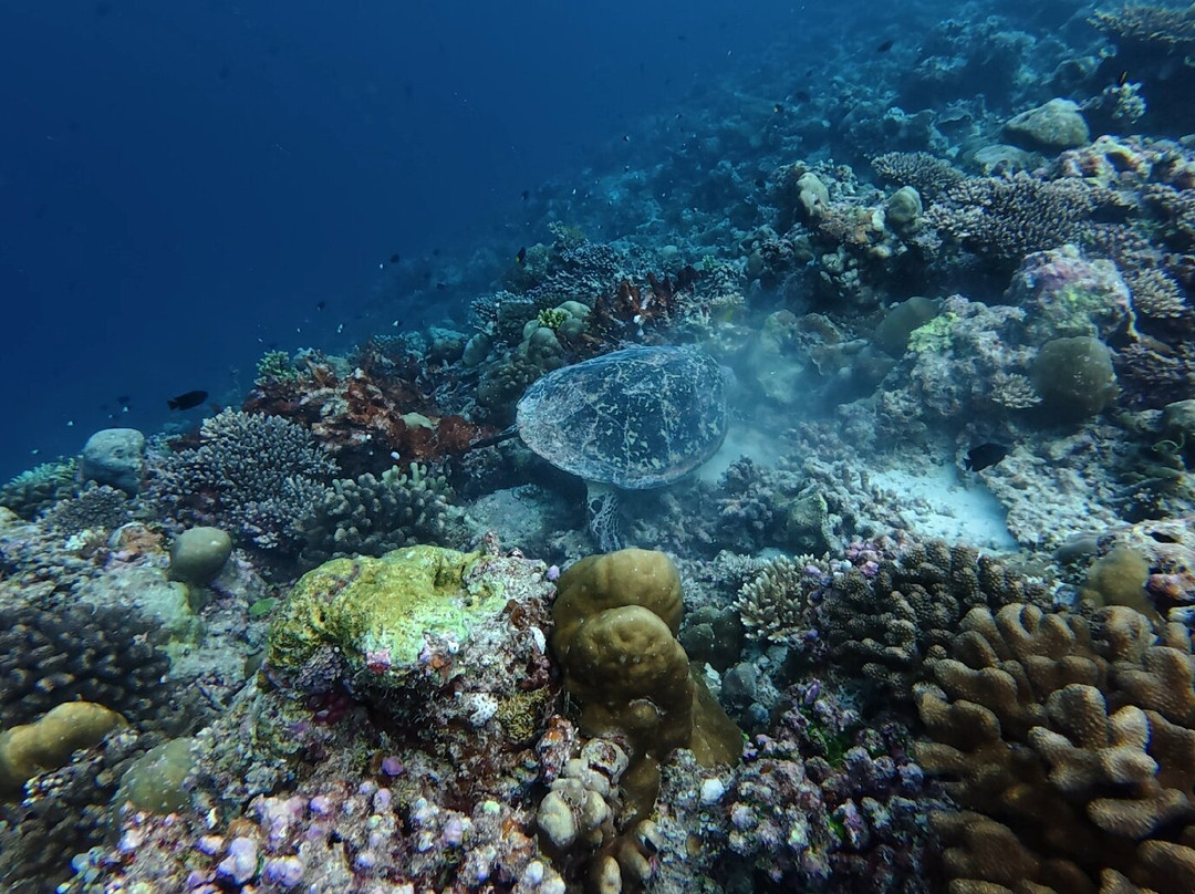Euro-Divers LUX South Ari Atoll-南阿里环礁必去景点