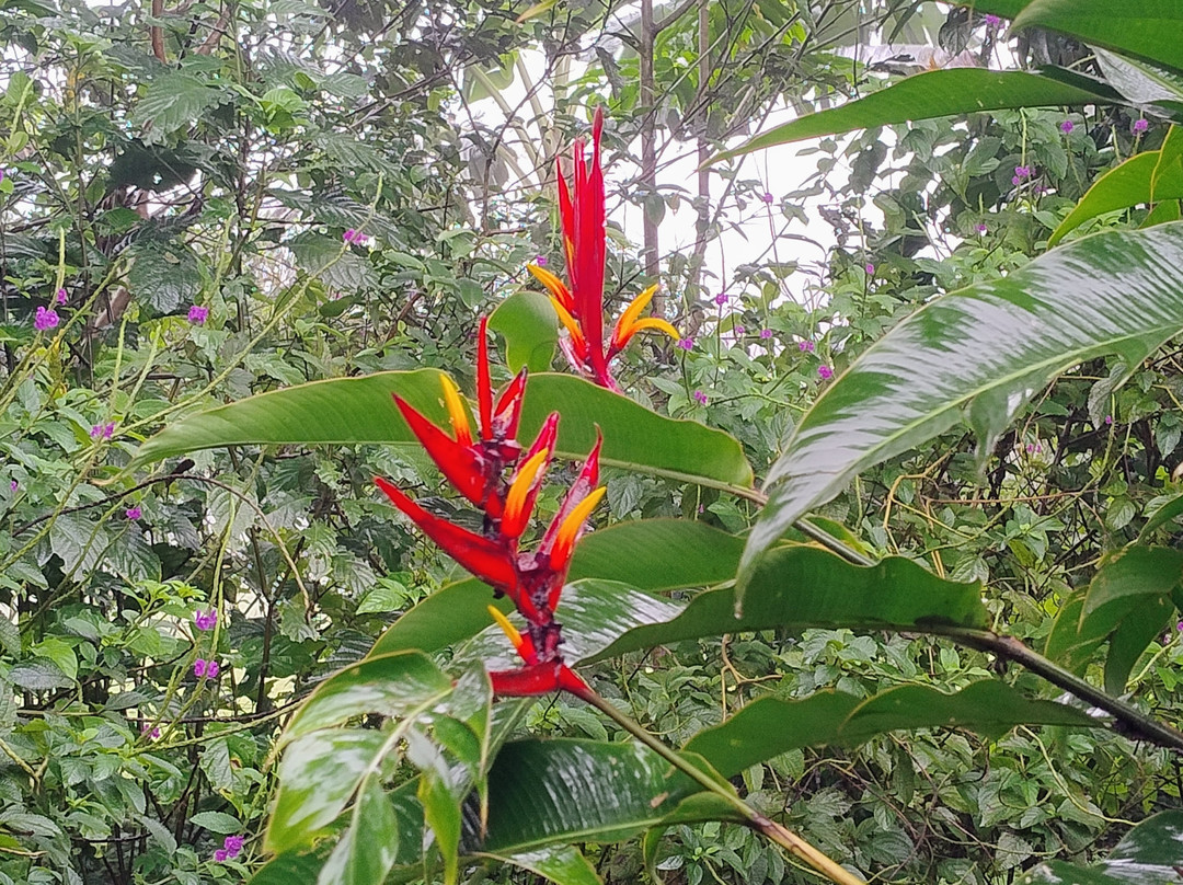 Bijagua Rainforest - Tours-Bijagua de Upala必去景点