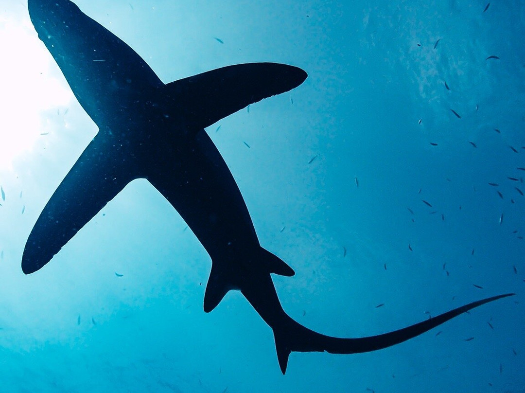 Mbi Divecenter-妈妈拍丝瓜岛必去景点