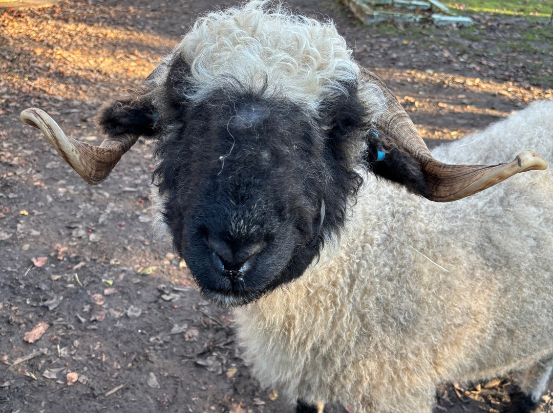 Huckleberry Woods-Faversham必去景点