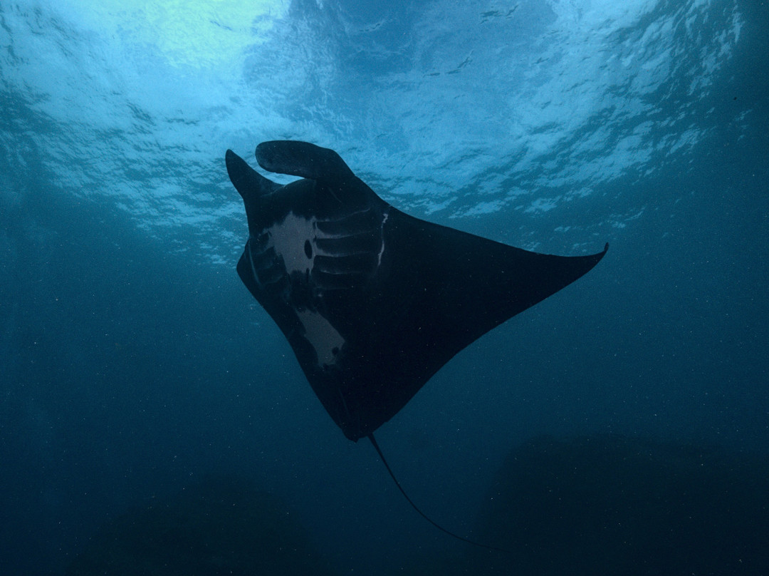 Karma Diving & Yoga-Toyapakeh必去景点