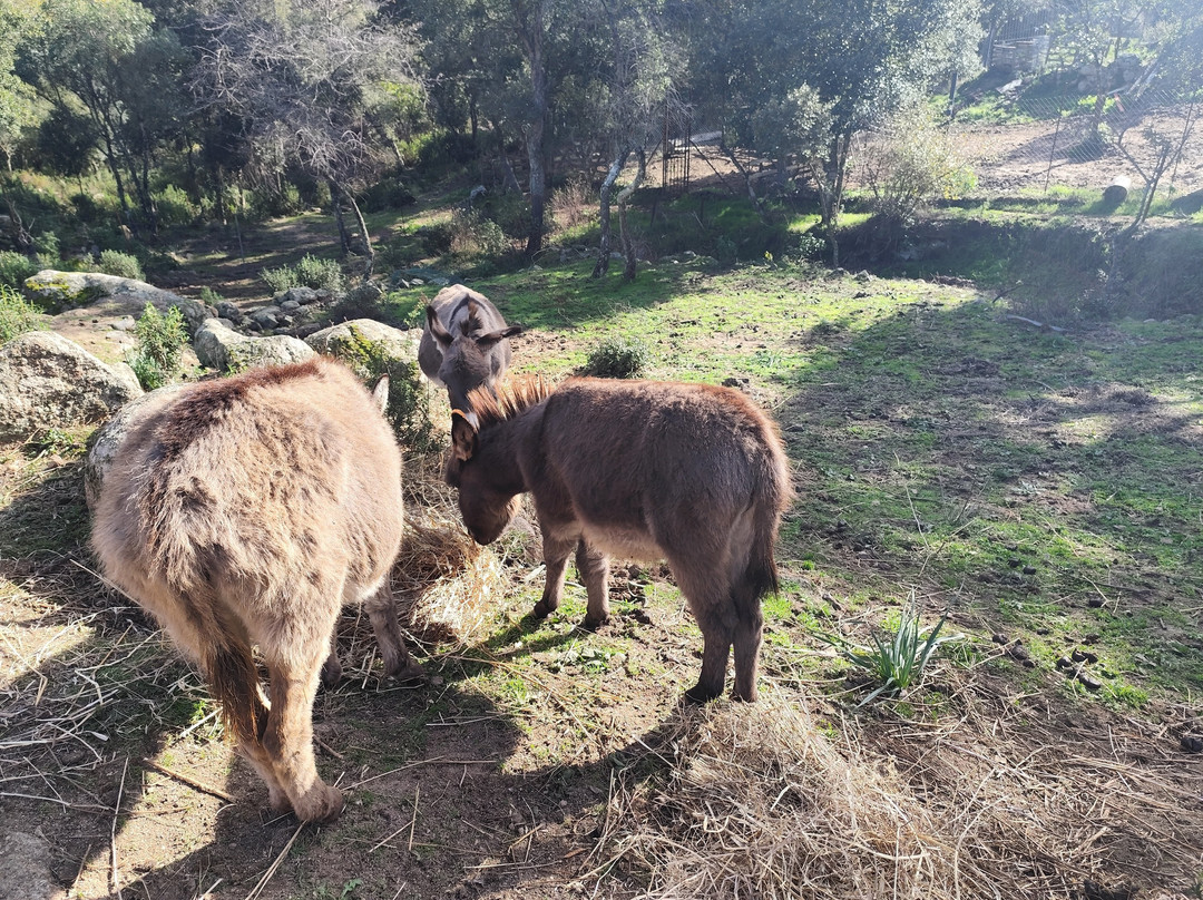 Is Burriccheddus-Burcei必去景点