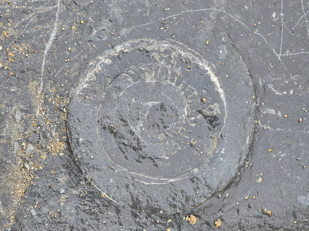 Charmouth Beach-Charmouth必去景点