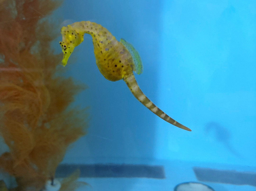 Seahorse World-Beauty Point必去景点