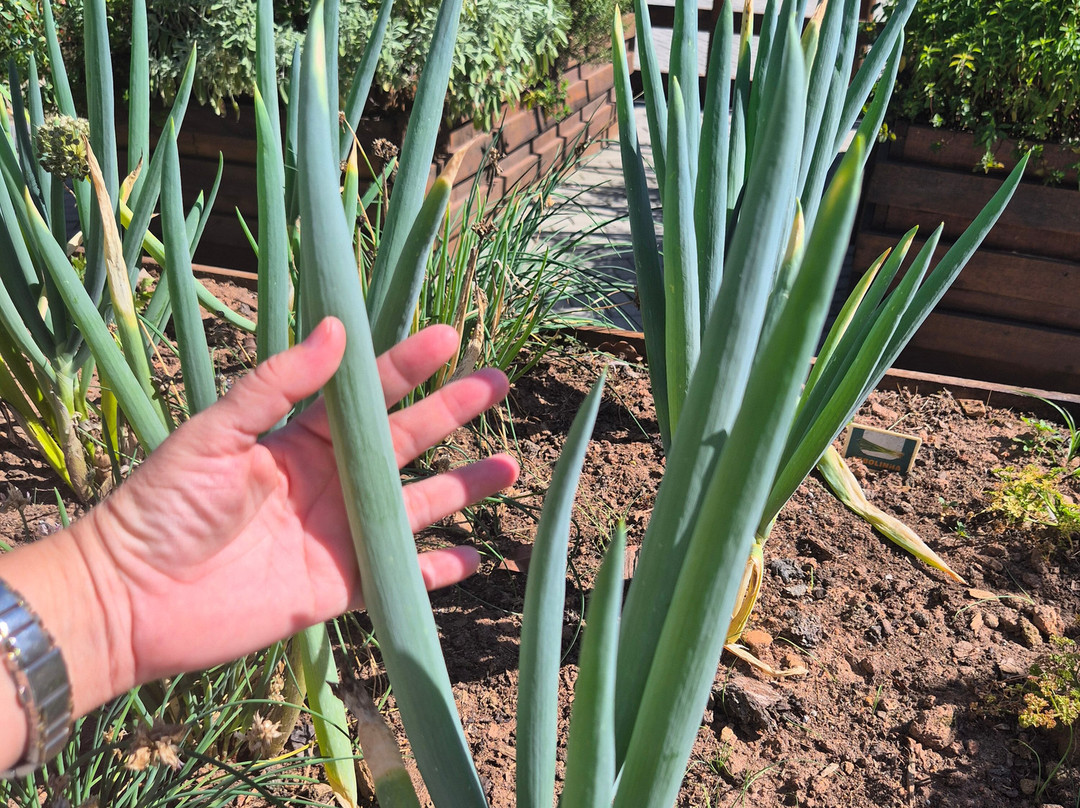 Spitz Pomer-Pomerode必去景点