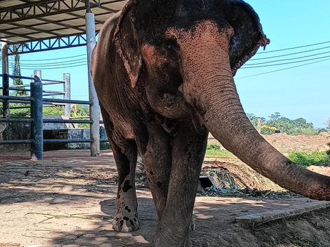 Phuket Elephant Nature Reserve-他朗必去景点