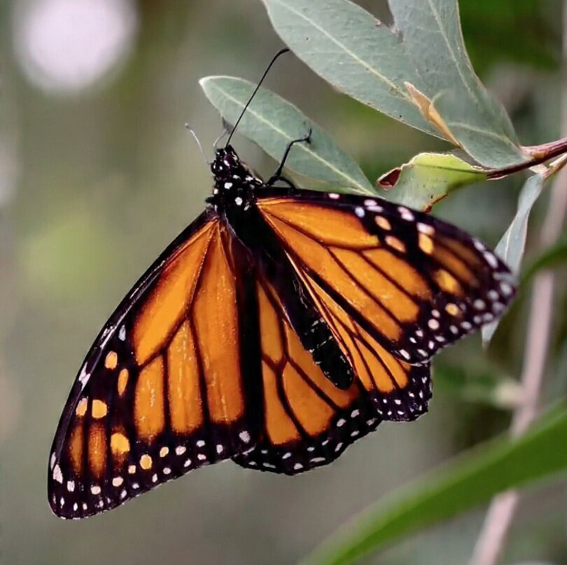 El Rosario Monarch Butterfly Preserve-中部墨西哥和墨西哥湾沿岸必去景点