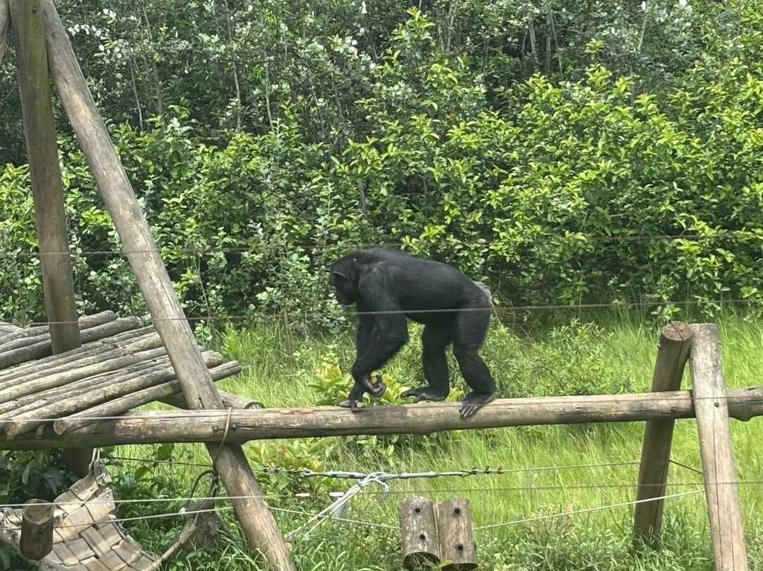 Jane Goodall Chimpanzee Eden Sanctuary-尼斯普鲁特必去景点