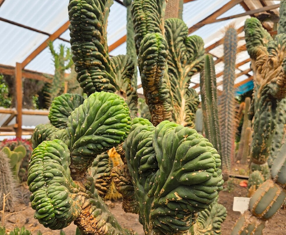 Jardin Botanico Pisac-Pisac必去景点