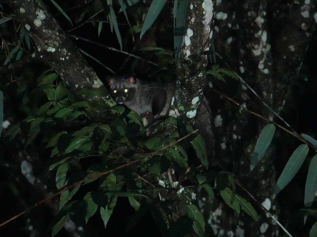 SUMECO (Sumatra Ecoproject)-武吉拉旺必去景点