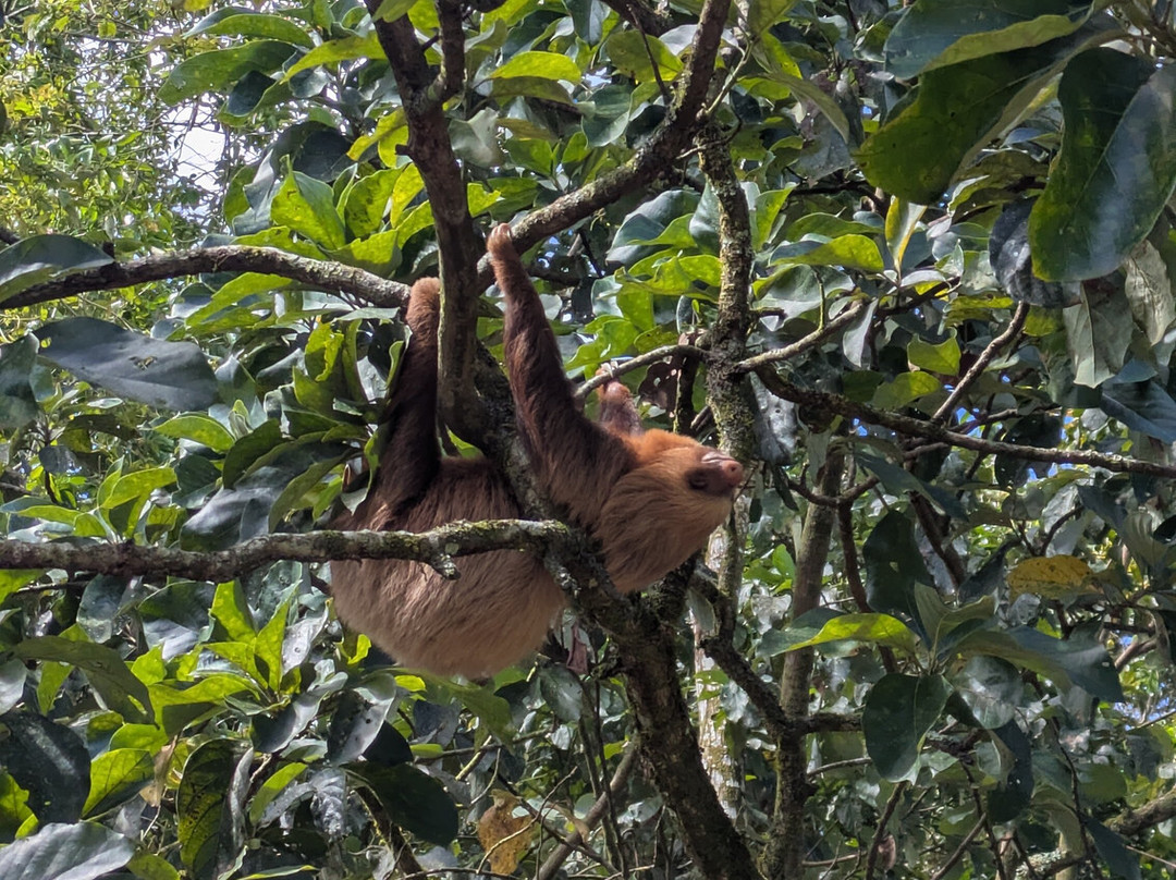 Sloth and Monkey Forest Tour-El Tanque必去景点