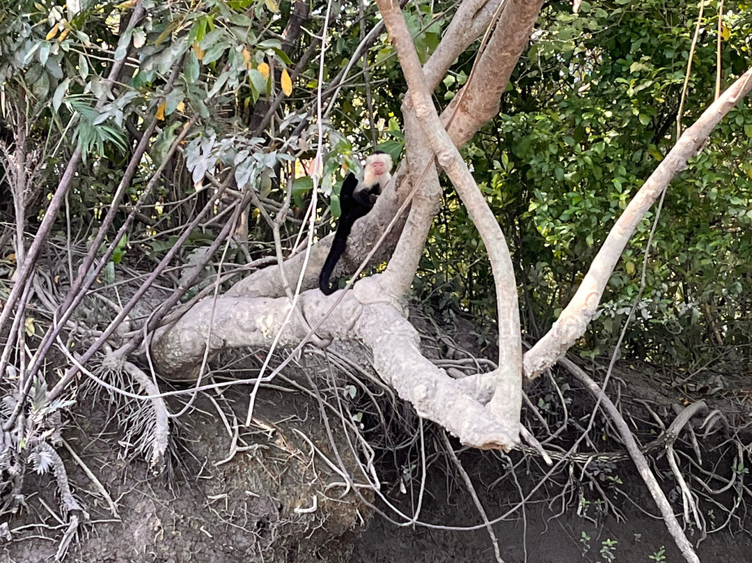 Palo Verde Boat Tours-Ortega必去景点