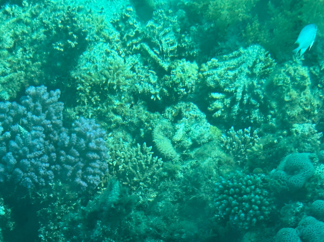 La Perla Dive Club-Sahl Hasheesh必去景点