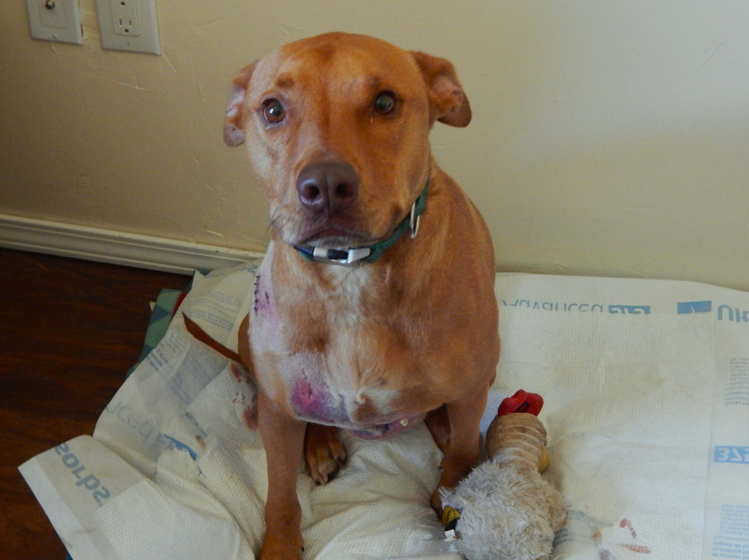 Angel Fire Small Animal Hospital-天使之火必去景点