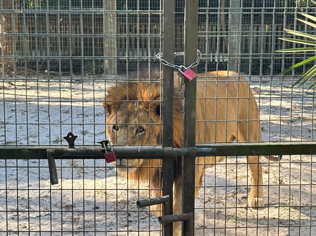 ZWF野生动物园-迈阿密必去景点