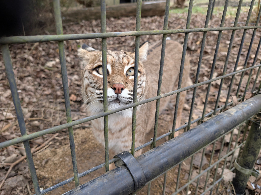 Red Wolf Sanctuary-Rising Sun必去景点
