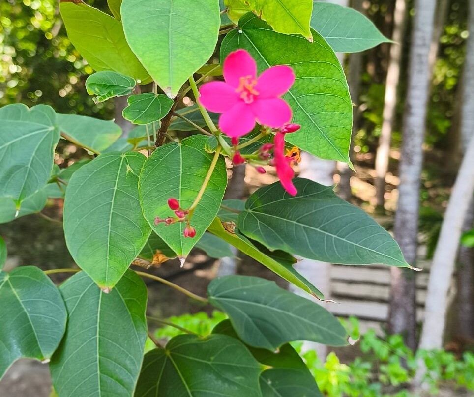 Jardín Botánico de San Andrés-圣安德烈斯必去景点