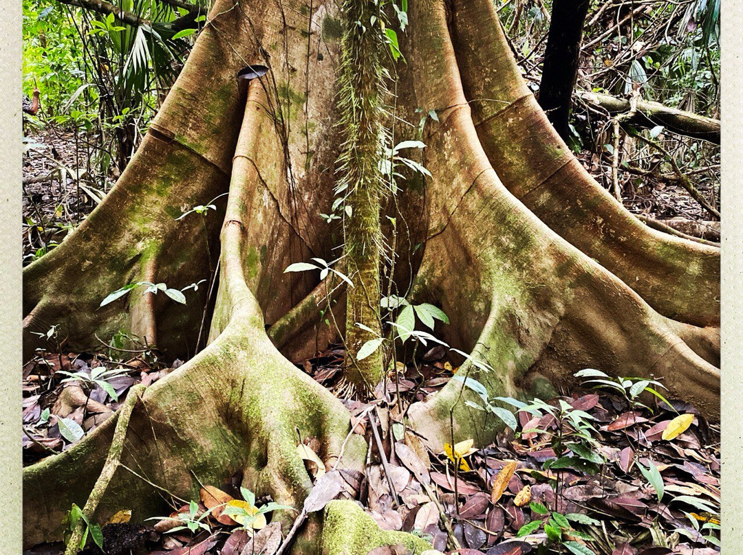 Jaguar Corcovado Tours-希门尼斯港必去景点