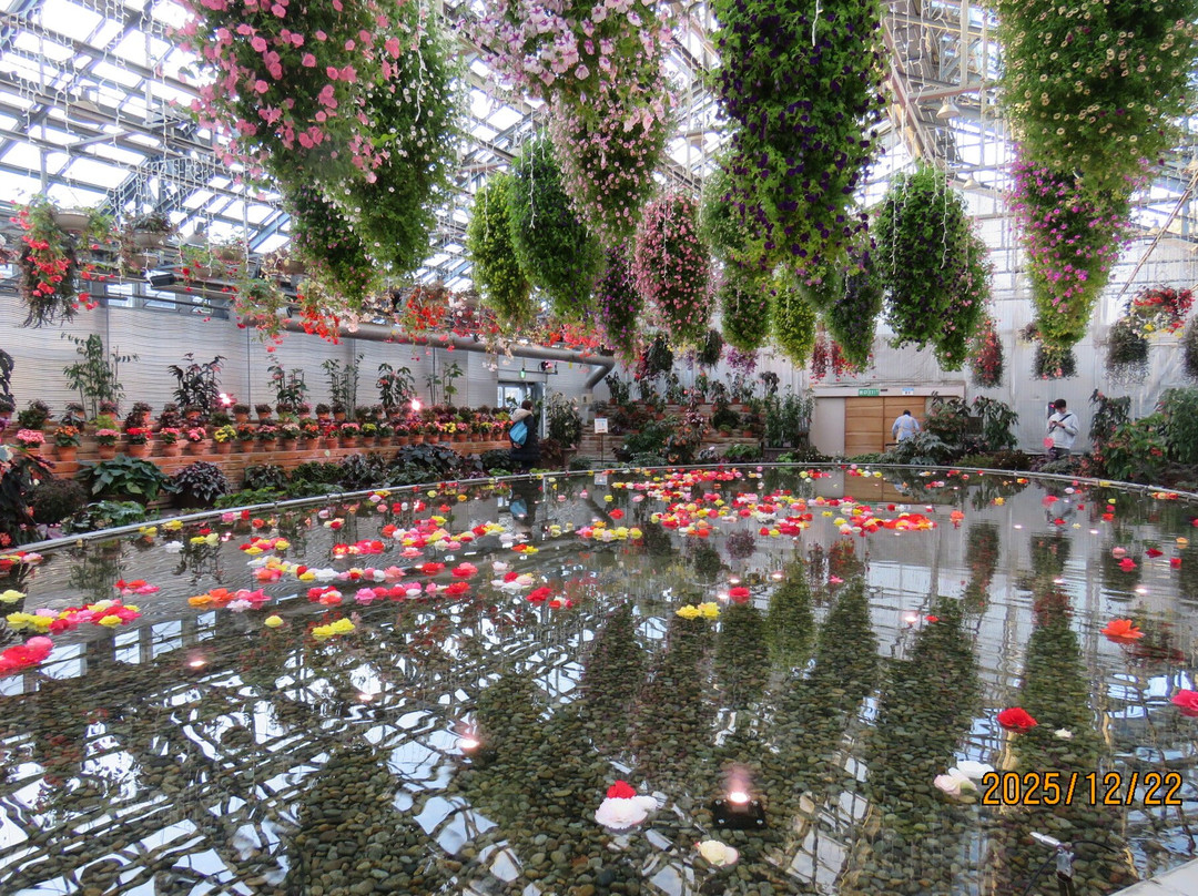 Begonia Garden