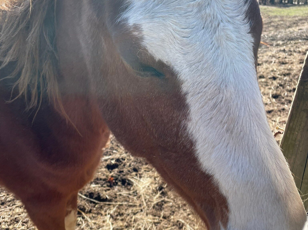 Blanche Manor Horseback Riding-Copperhill必去景点