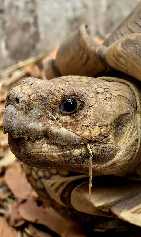 Arch Tours-Kololi必去景点