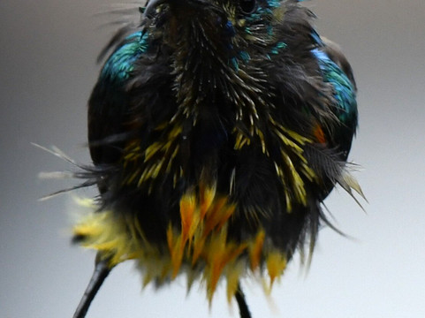 Kikooko Africa Safaris-恩德培必去景点