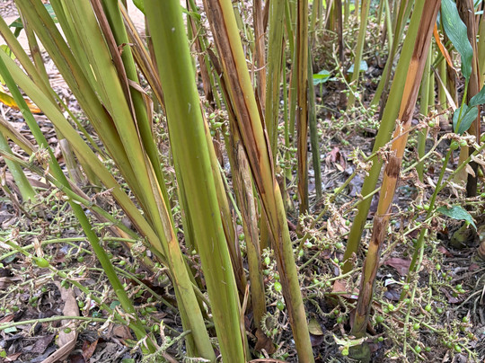 Greenland Spices & Ayurvedic Garden-Thokkupara必去景点