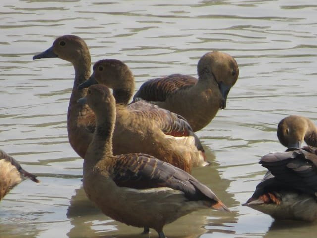 Sundarban Beckons-Gosaba必去景点