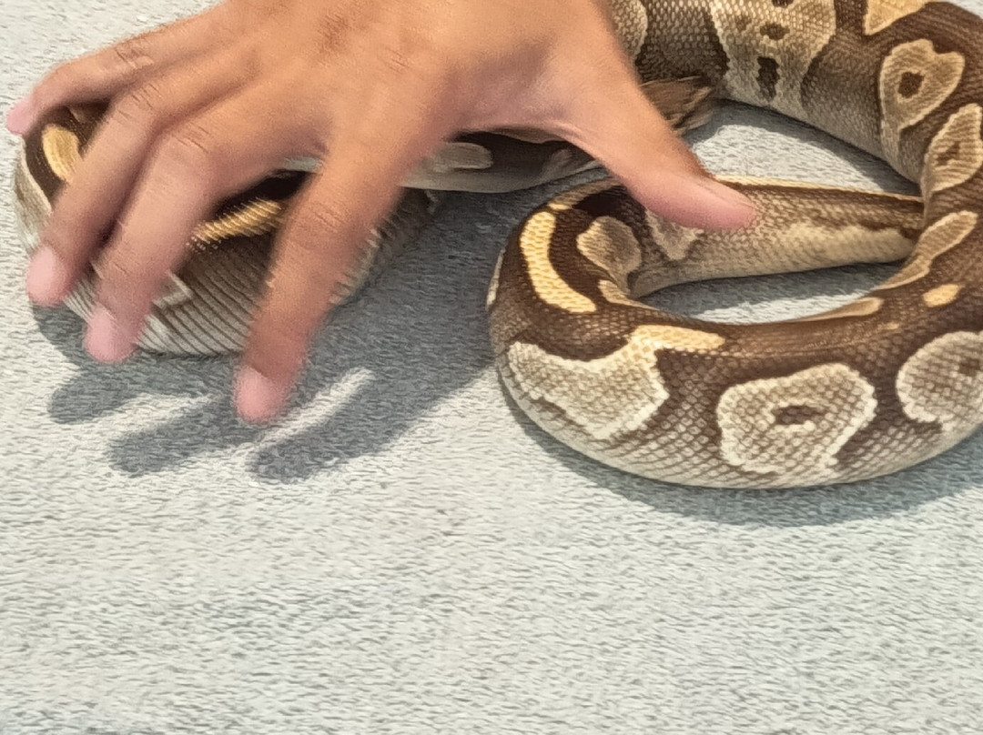 The Bonanza Exotic Zoo-北冲县必去景点