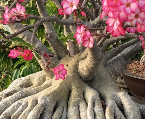 Ayutthaya Ferry Boat-大城必去景点