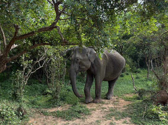 Ceylon Chase-Weerawila必去景点