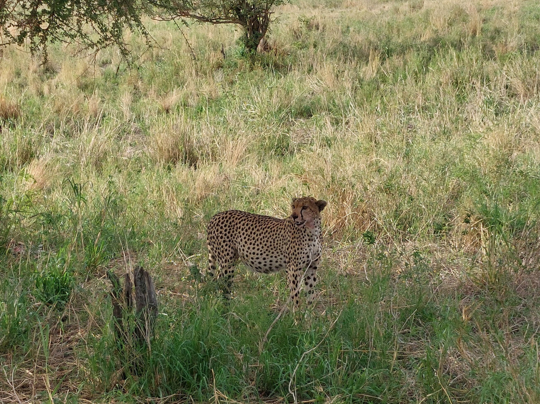 Tanzania-Experience-阿鲁沙必去景点