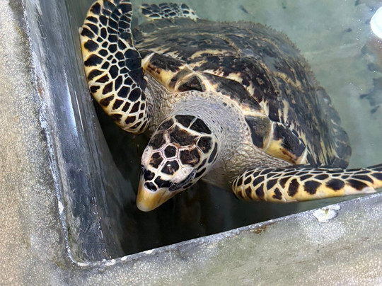 See Lanka Travels-Waikkal必去景点