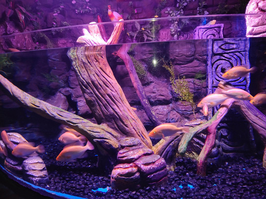 Aquarium Paradise