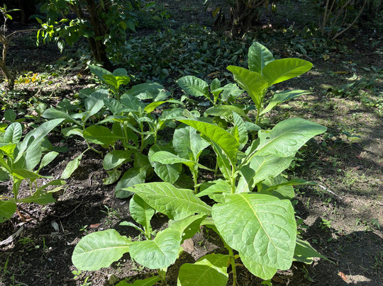 Zemis Tobacco and Cigars Factory-圣地亚哥必去景点