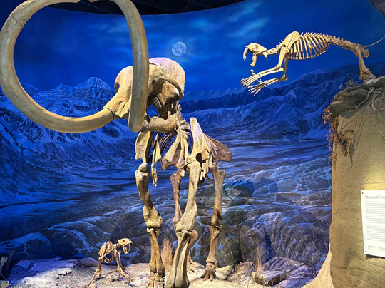 皇家泰瑞尔古生物博物馆-德兰赫勒必去景点
