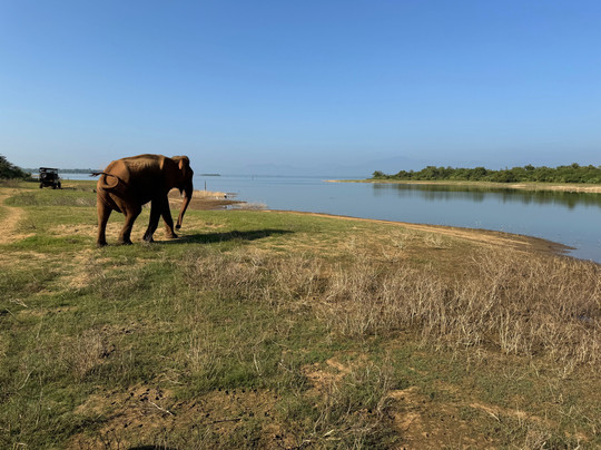 Udawalawe Safari Jeep With Guides-乌达瓦拉维国家公园必去景点