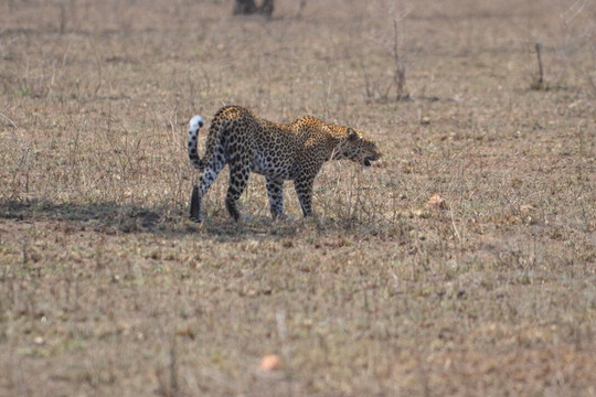 Nature's Land Safaris & Rentals-姆万扎必去景点