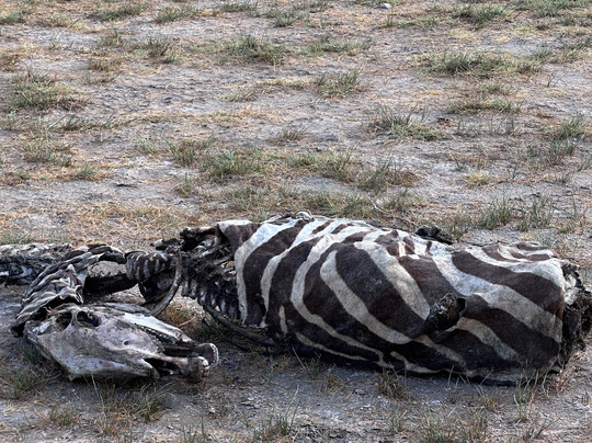 Serengeti Smile-阿鲁沙必去景点