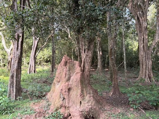Yala Lahiru Safari-蒂瑟默哈拉默必去景点
