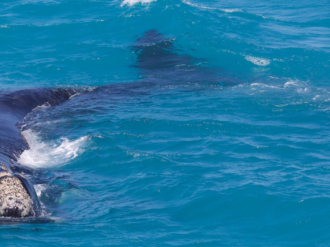 Head of Bight-Ceduna必去景点