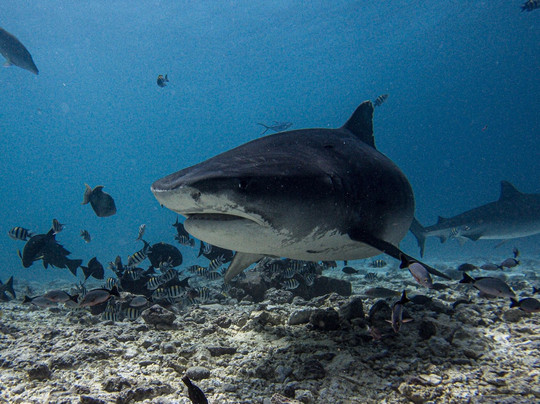Extreme Maldives-拉薇亚妮环礁必去景点