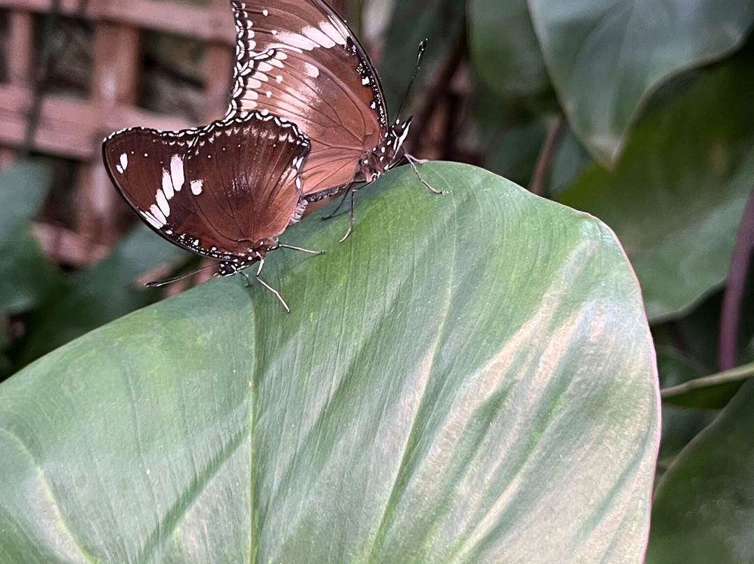 Stratford Butterfly Farm-埃文河畔斯特拉特福必去景点