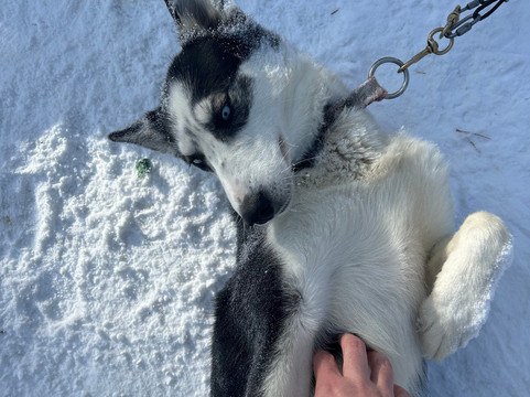 Yellowstone Dog Sled Adventures-西黄石镇必去景点
