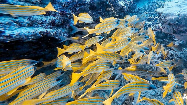 IDive diving centre Athuruga