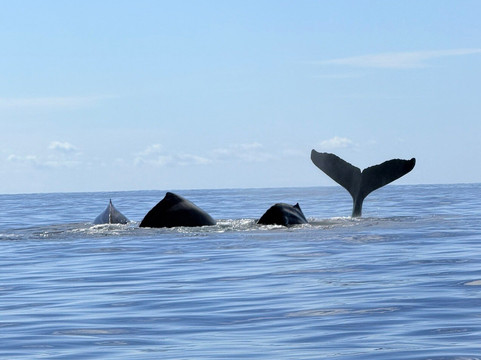 Dolphin Tours-乌维塔必去景点