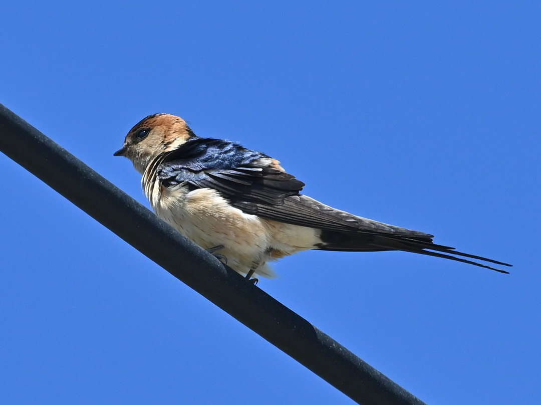 Lesvos Birdwatching (by Eleni)-Agia Paraskevi必去景点